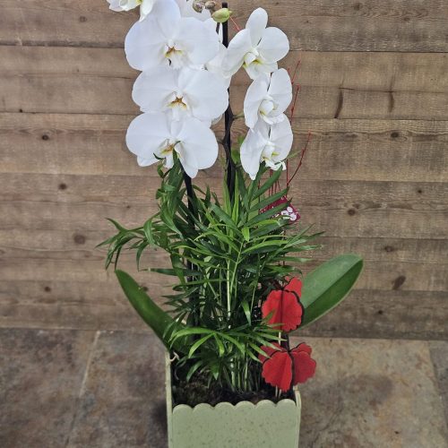 Orquídea con Planta