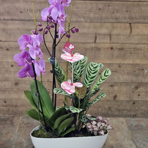 Centro de plantas con orquídea