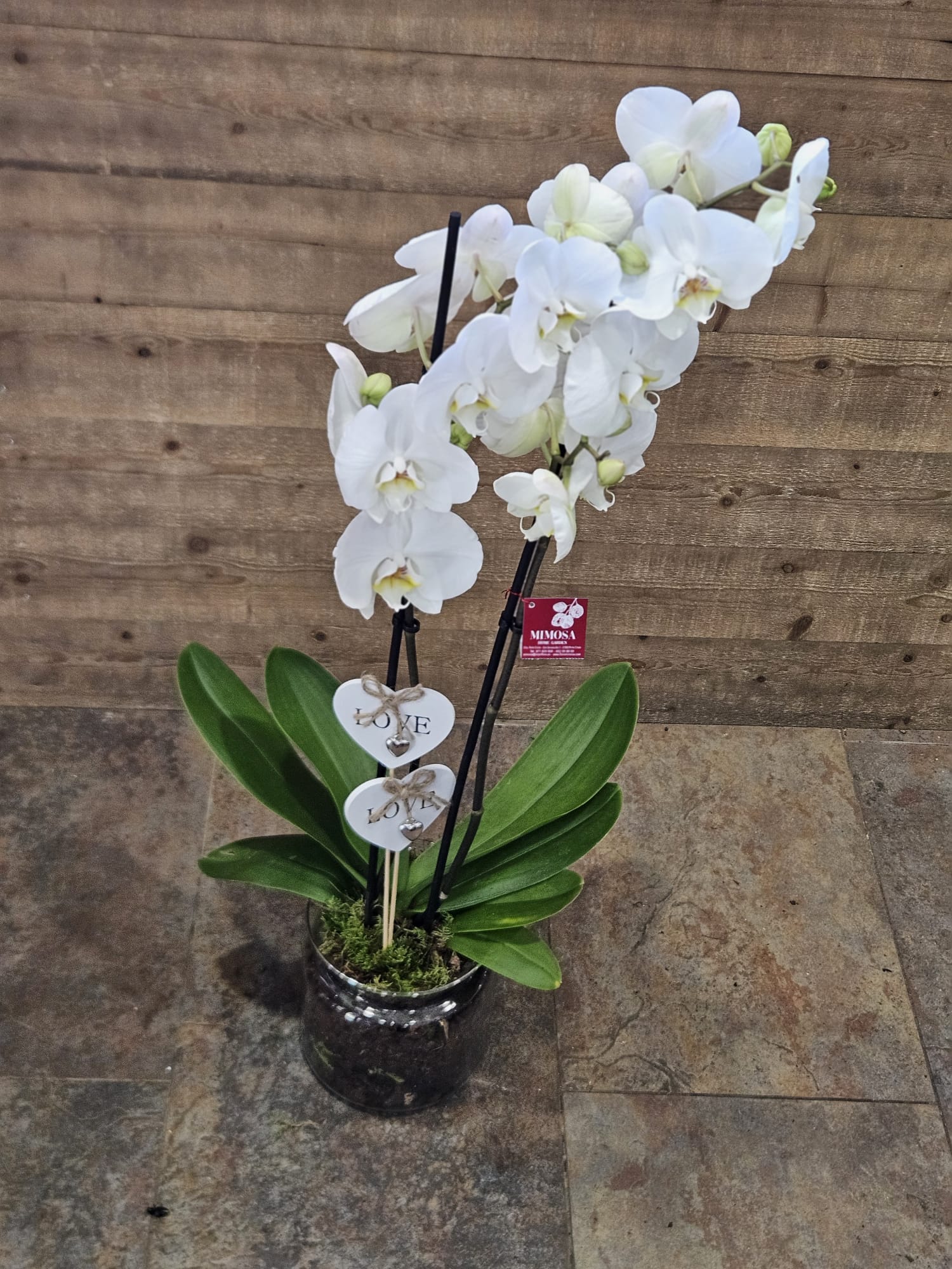 Orquídea Phalaenopsis en base de cristal